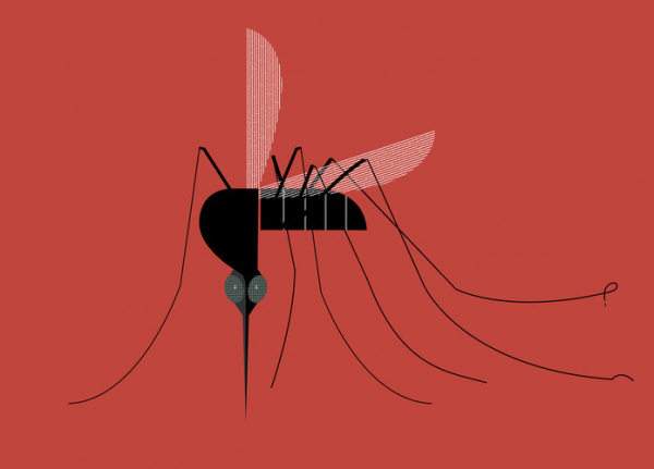 Dengue fever: What to know and do